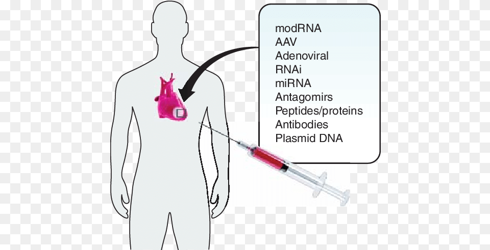 Molecular Pathways Of The Human Heart Illustration, Chart, Plot, Injection, Adult Png Image