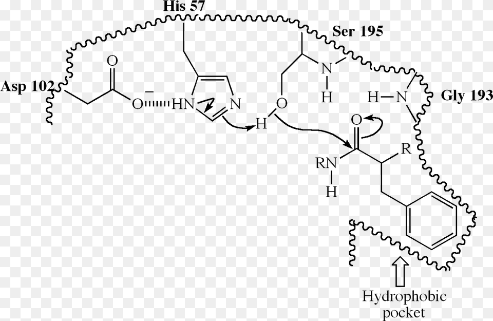 Molecular Recognition03 Chymotrypsin Hydrophobic Pocket, Text, Blackboard Png Image