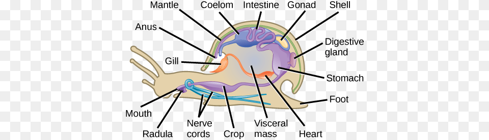 Mollusk Anatomy, Bow, Weapon Png Image