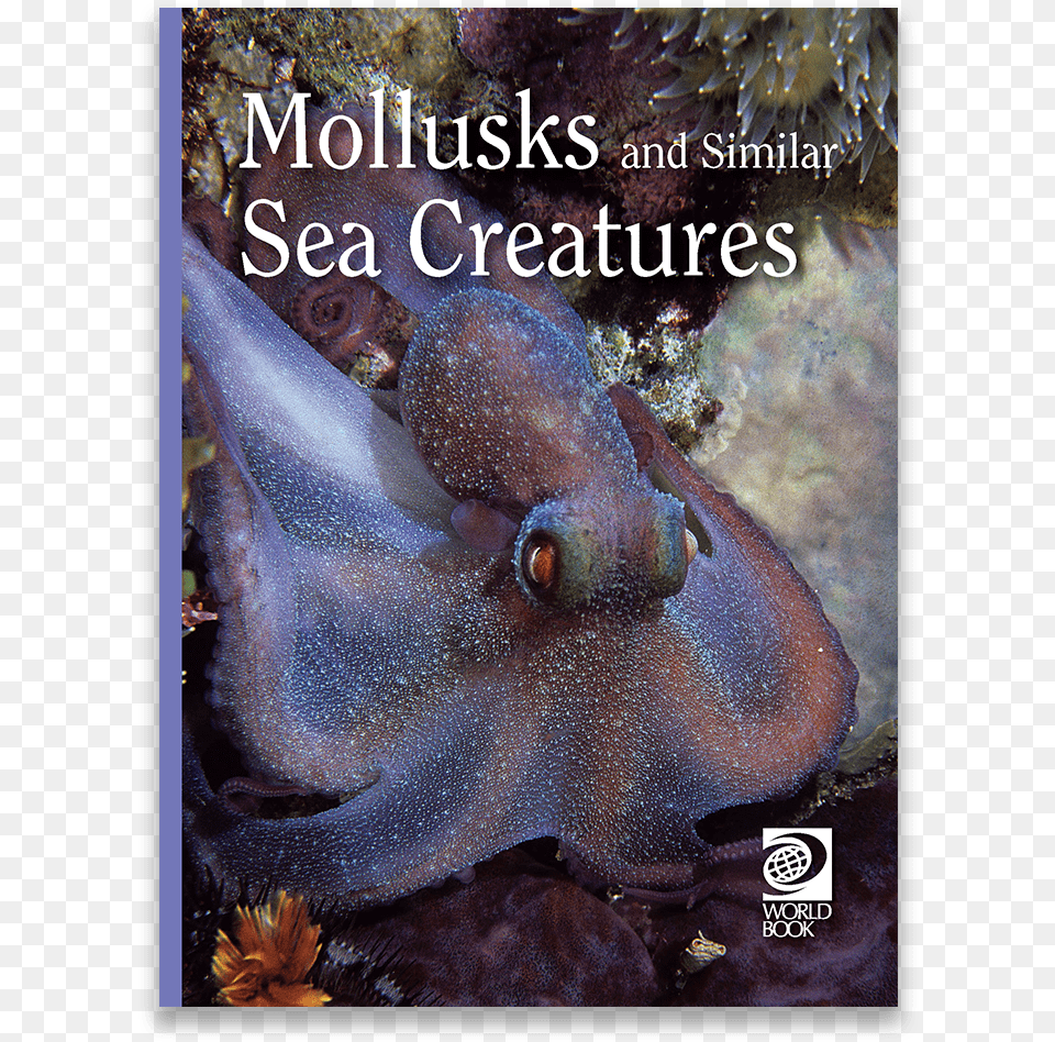 Mollusks And Similar Sea Creatures, Animal, Sea Life, Fish, Invertebrate Png