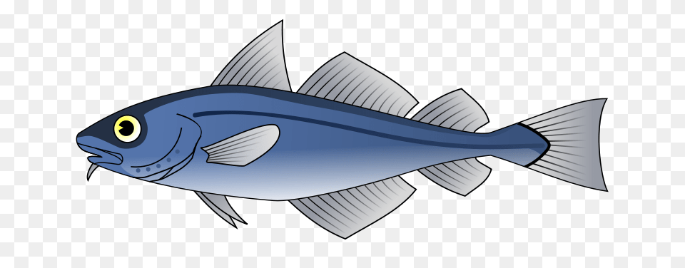 Molumen Codfish, Animal, Fish, Sea Life, Tuna Png