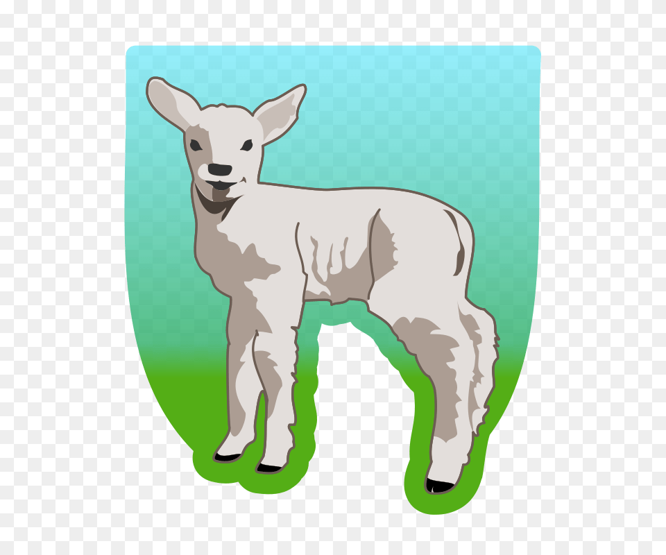 Molumen Young Lamb, Livestock, Animal, Kangaroo, Mammal Png