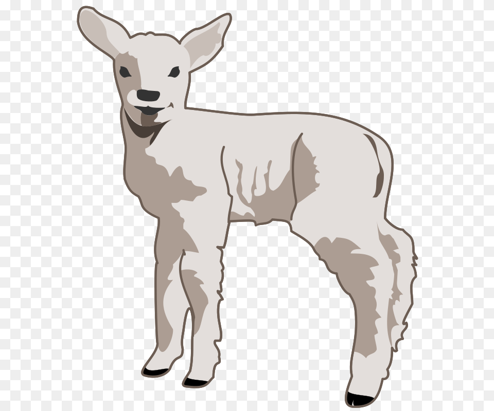 Molumen Young Lamb, Livestock, Animal, Mammal, Kangaroo Free Png