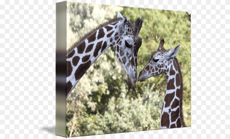Mom Amp Baby Giraffe Graphic Mom Amp Baby Giraffe, Animal, Mammal, Wildlife Free Png Download