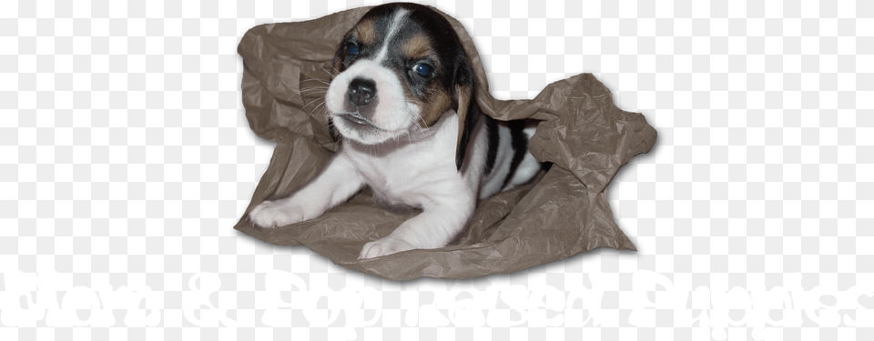 Mom Amp Pop Raised Puppies Mom And Pop Raised Puppies, Clothing, Coat, Animal, Canine Free Png Download