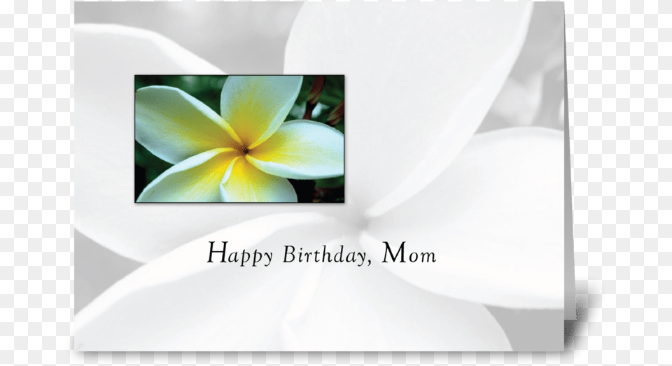 Mom Birthday Single Flower Greeting Card Frangipani, Petal, Plant, Geranium, Bud Free Transparent Png
