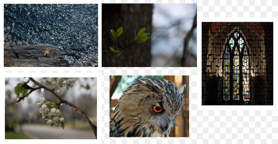 Mona Moscardini House Finch, Animal, Art, Beak, Bird Free Transparent Png