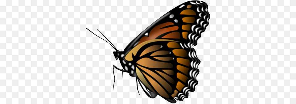 Monarch Animal, Butterfly, Insect, Invertebrate Free Png