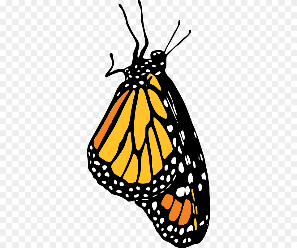 Monarch, Animal, Butterfly, Insect, Invertebrate Free Png Download