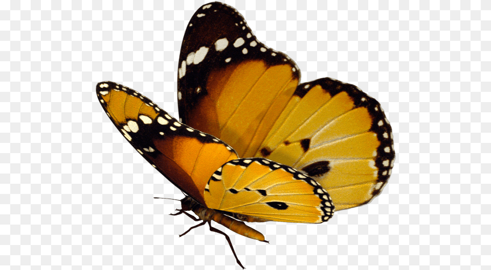 Monarch Butterflies, Animal, Butterfly, Insect, Invertebrate Png Image