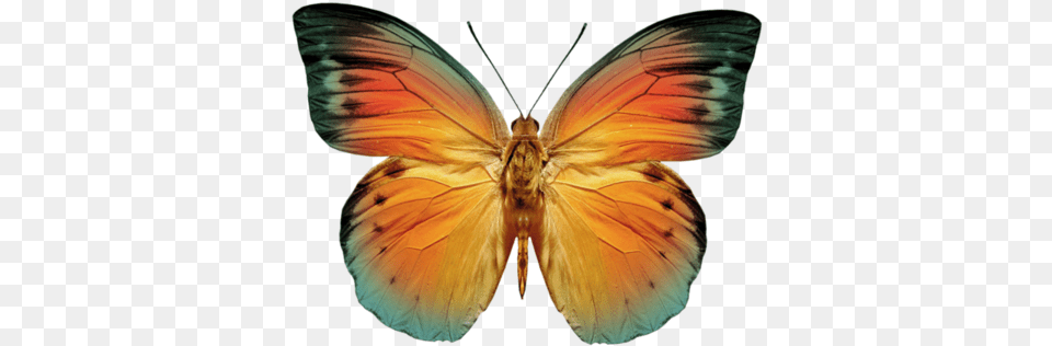 Monarch Butterflies, Animal, Butterfly, Insect, Invertebrate Free Transparent Png