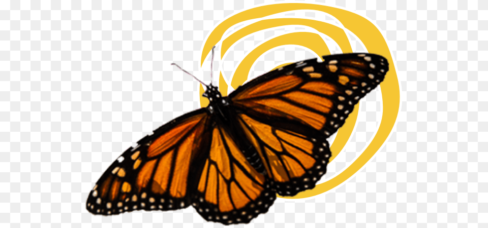 Monarch Butterflies Background Monarch Butterfly, Animal, Insect, Invertebrate, Chandelier Free Transparent Png