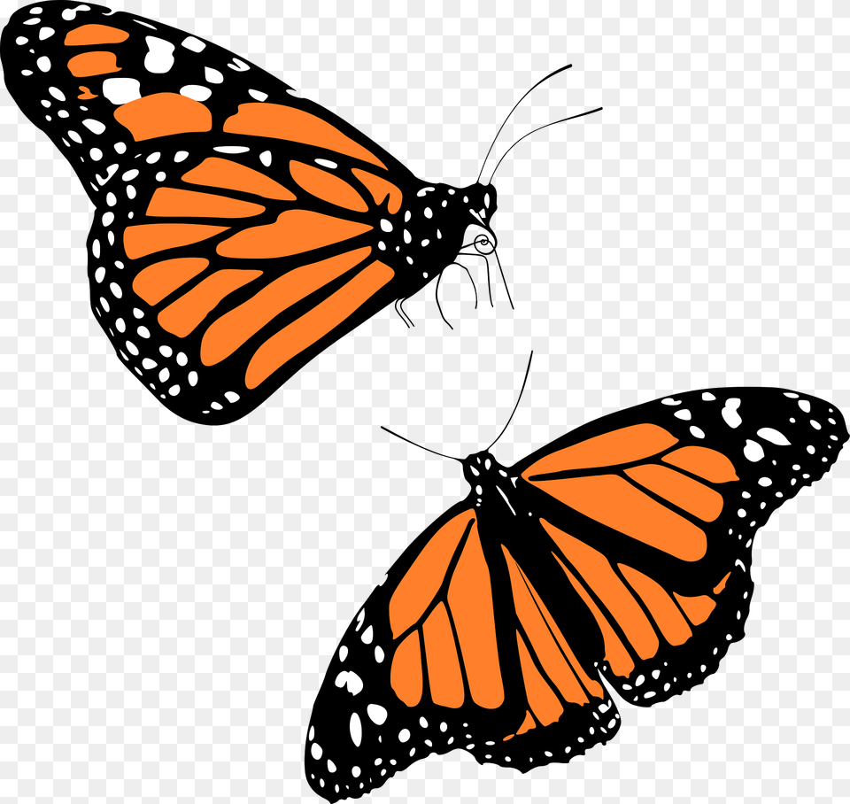 Monarch Butterflies Clipart, Animal, Butterfly, Insect, Invertebrate Png Image
