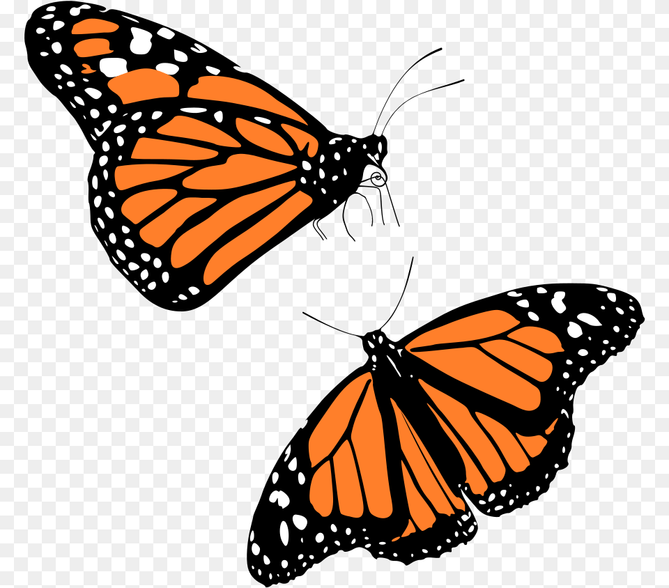 Monarch Butterflies Background Monarch Butterfly, Animal, Insect, Invertebrate Free Transparent Png