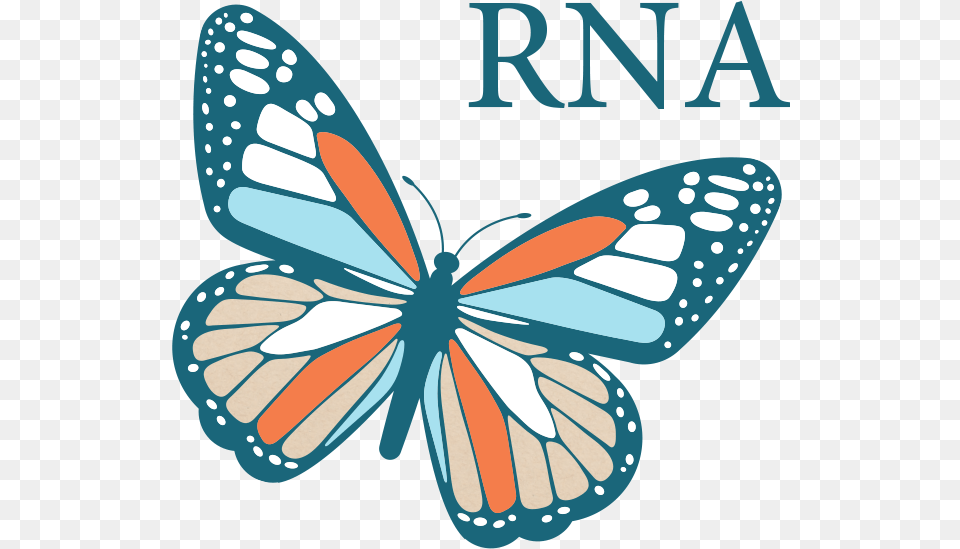 Monarch Butterfly, Animal, Insect, Invertebrate Png Image