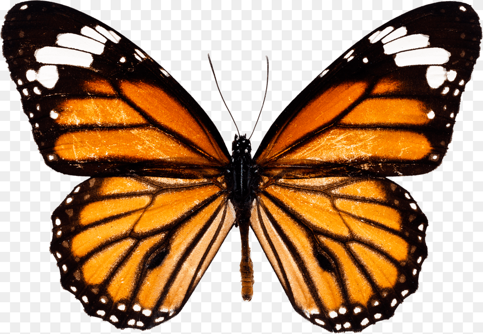 Monarch Butterfly Free Png