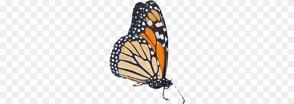 Monarch Butterfly Animal, Insect, Invertebrate Free Transparent Png