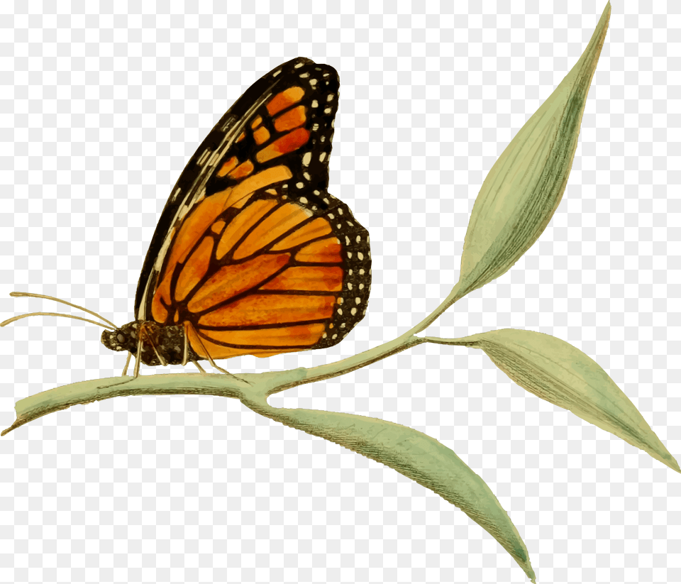Monarch Butterfly 2 Clip Arts Clip Art Images Of Monarch Butterflies, Plant, Animal, Insect, Invertebrate Free Png Download