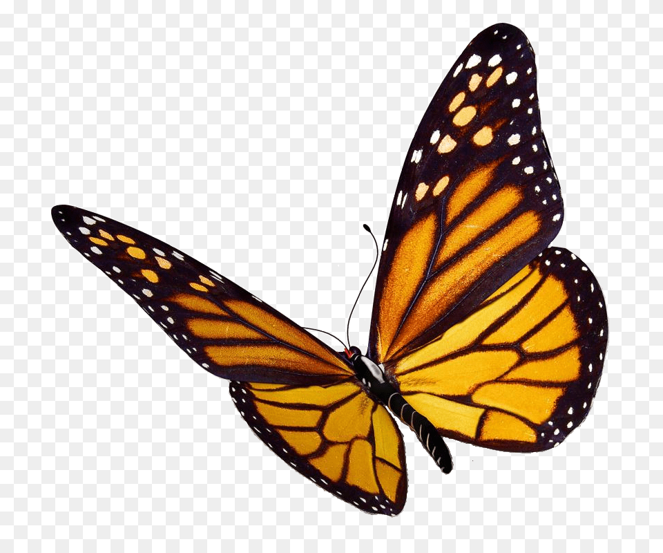 Monarch Butterfly, Animal, Insect, Invertebrate Png