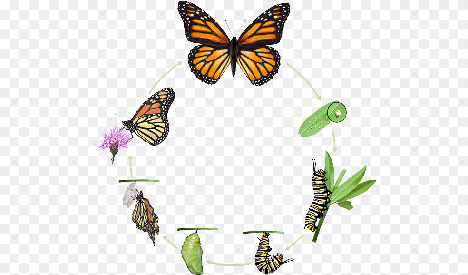 Monarch Butterfly, Animal, Insect, Invertebrate Png