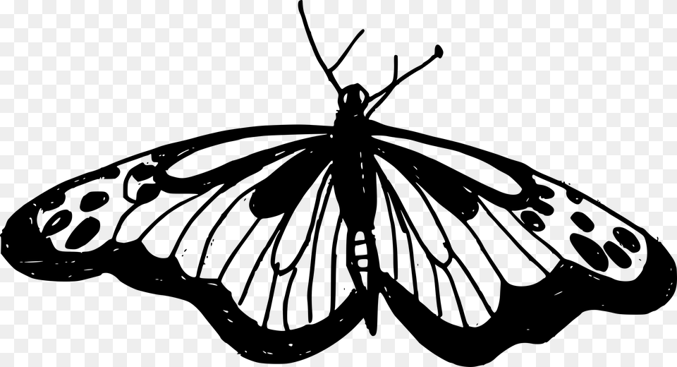 Monarch Butterfly, Gray Png Image