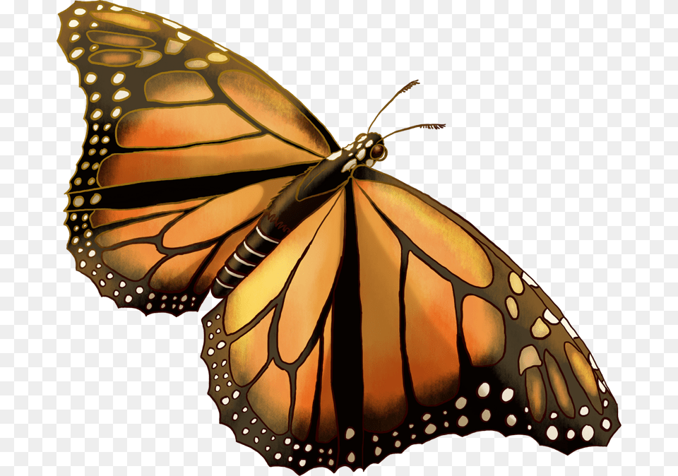 Monarch Butterfly, Animal, Insect, Invertebrate, Person Png