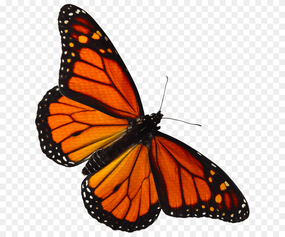 Monarch Butterfly, Animal, Insect, Invertebrate Free Transparent Png