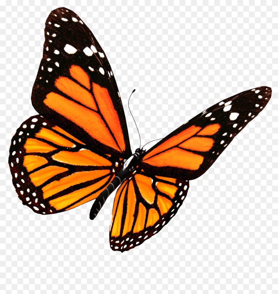 Monarch Butterfly, Animal, Insect, Invertebrate Png