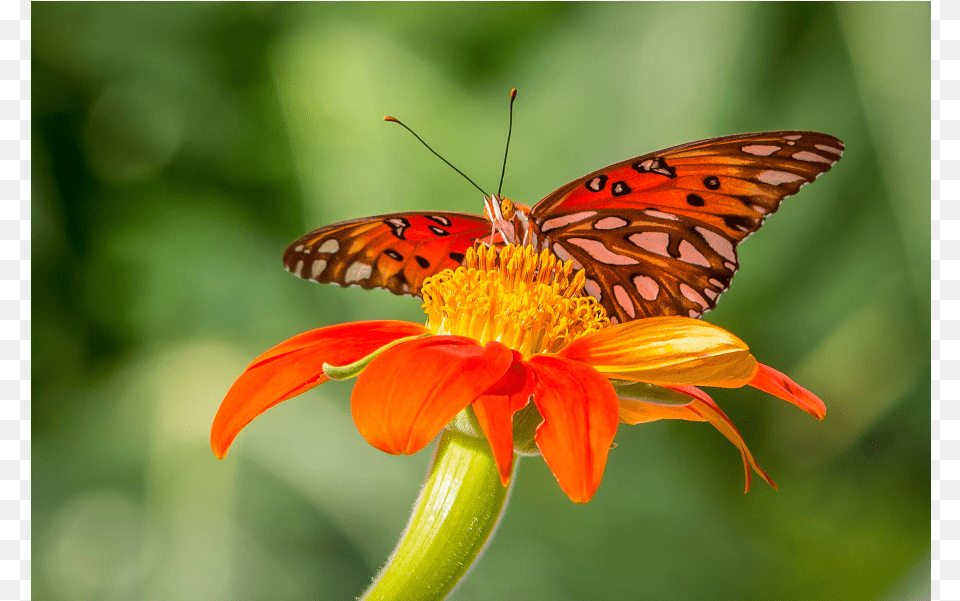 Monarch Butterfly, Flower, Petal, Plant, Daisy Png Image