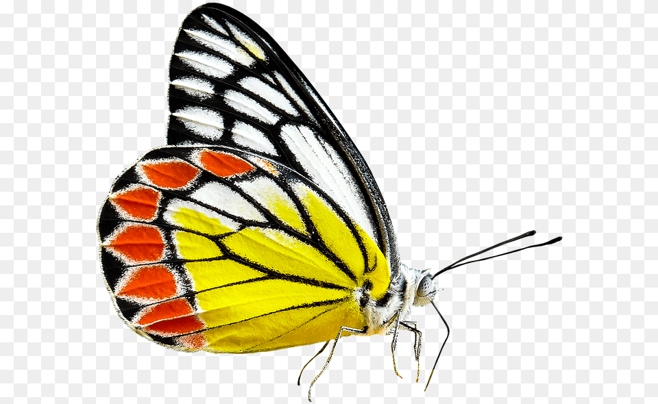 Monarch Butterfly, Animal, Insect, Invertebrate Free Transparent Png