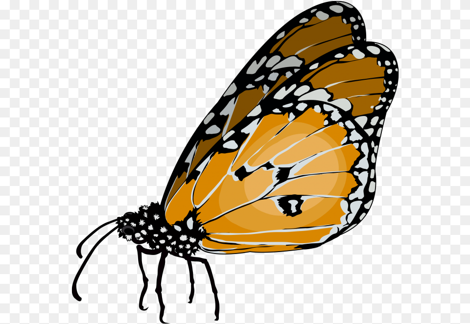 Monarch Butterfly, Animal, Insect, Invertebrate, Person Free Png