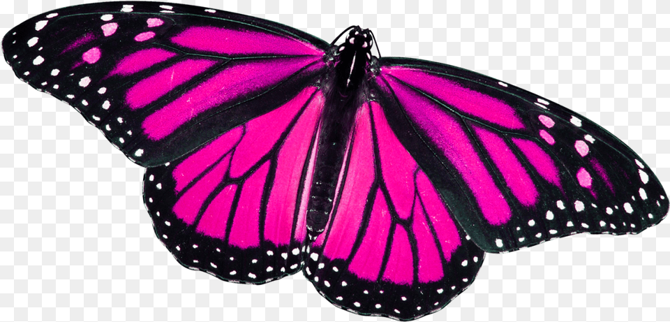 Monarch Butterfly, Animal, Insect, Invertebrate, Purple Png Image