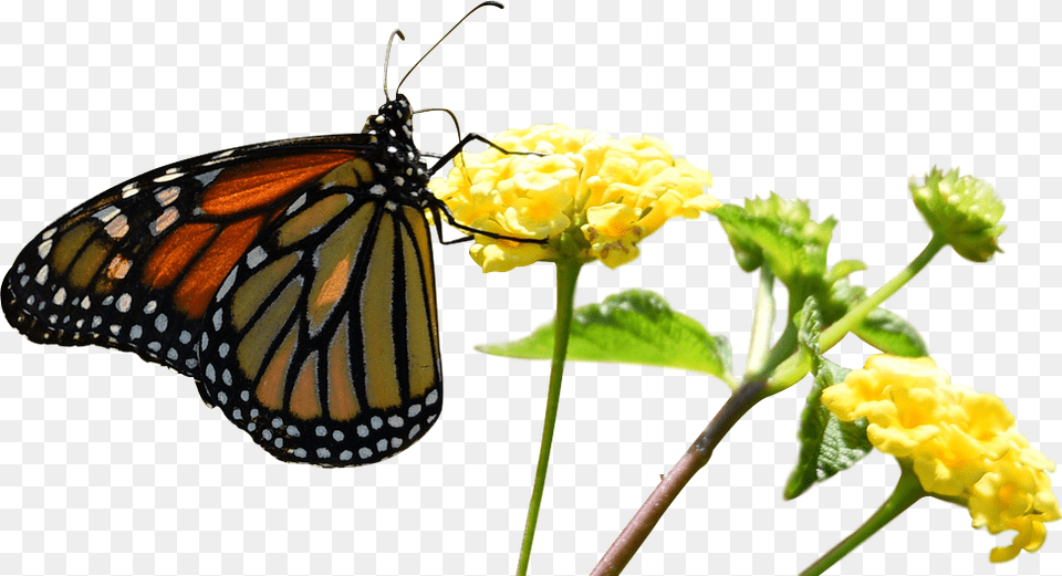 Monarch Butterfly, Animal, Plant, Insect, Invertebrate Free Png Download