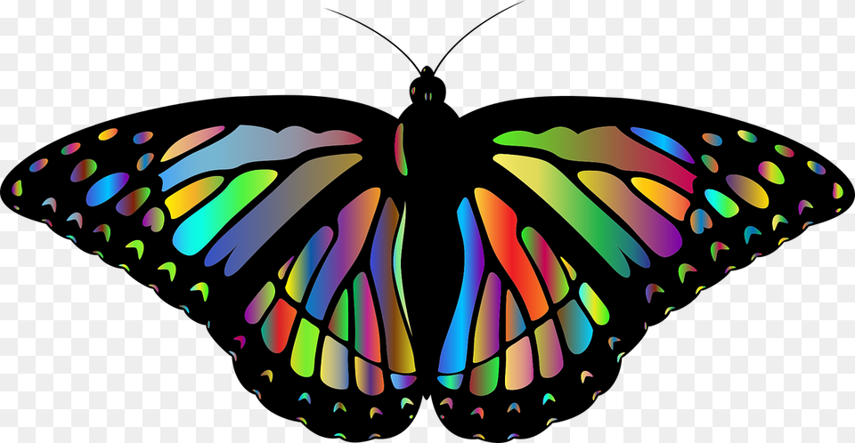 Monarch Butterfly Animal Insect Beautiful Colorful Butterflies, Art, Graphics Png Image