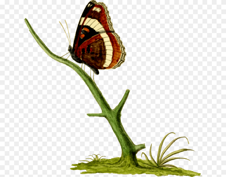 Monarch Butterfly Brush Footed Butterflies Insect Gossamer Winged, Plant, Animal, Invertebrate Png