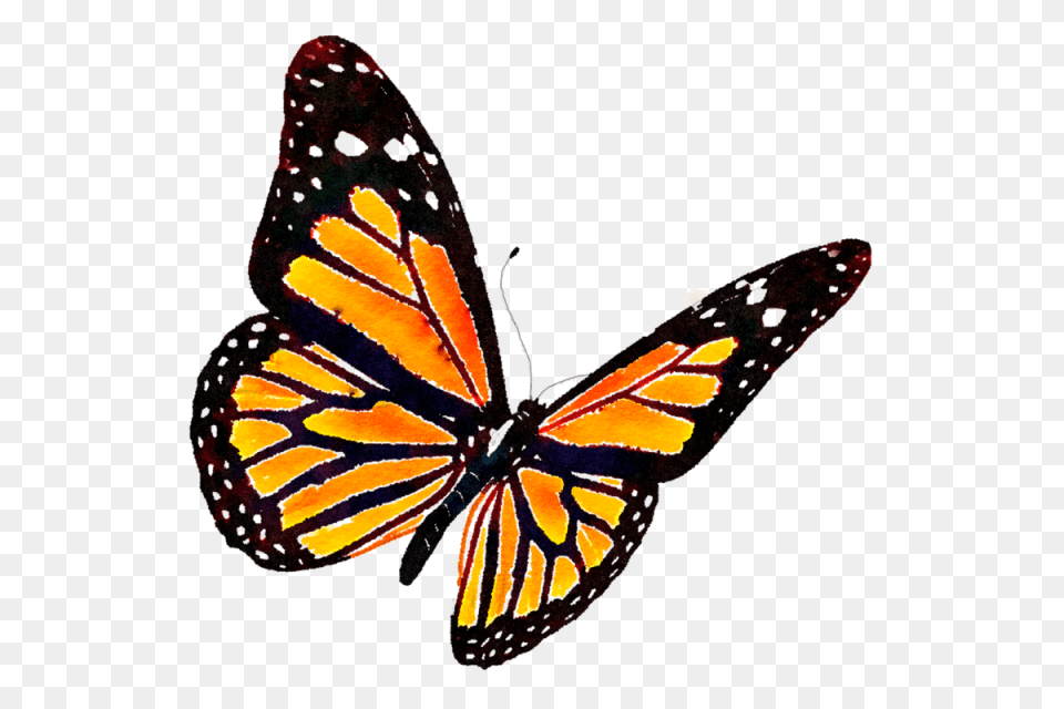 Monarch Butterfly Butterfly Clipart Monarch, Animal, Insect, Invertebrate Png Image