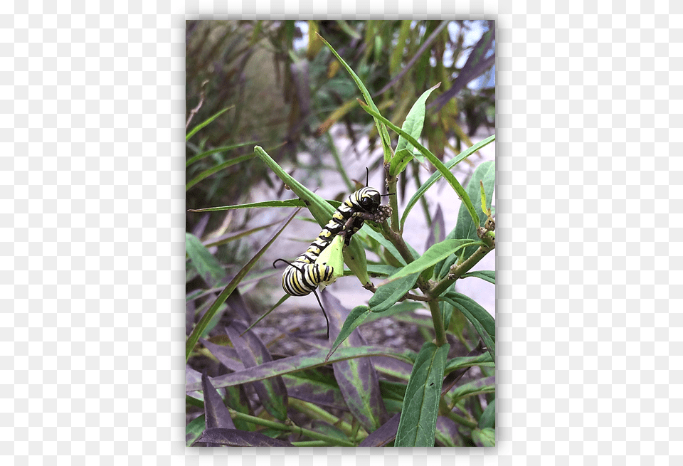 Monarch Butterfly Caterpillar, Animal, Bee, Insect, Invertebrate Png Image