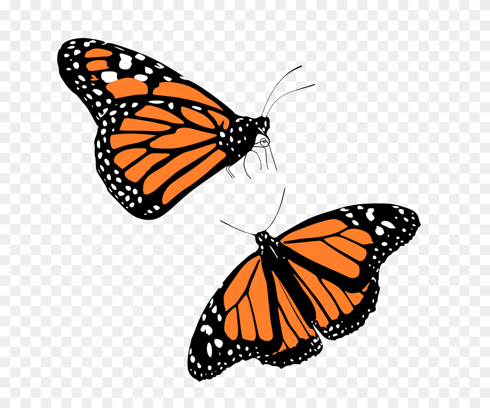 Monarch Butterfly Clipart, Animal, Insect, Invertebrate Free Png Download