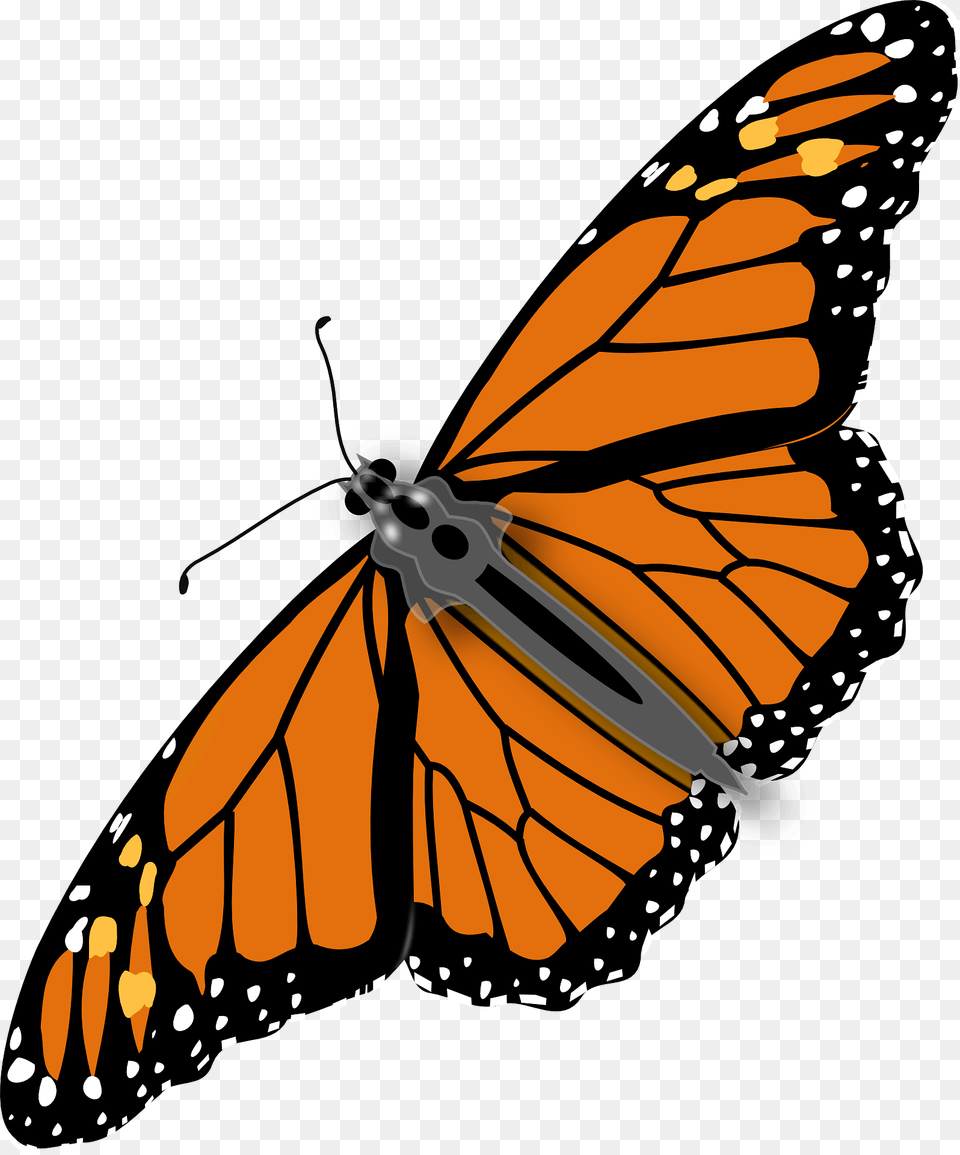 Monarch Butterfly Clipart, Animal, Insect, Invertebrate, Person Free Png