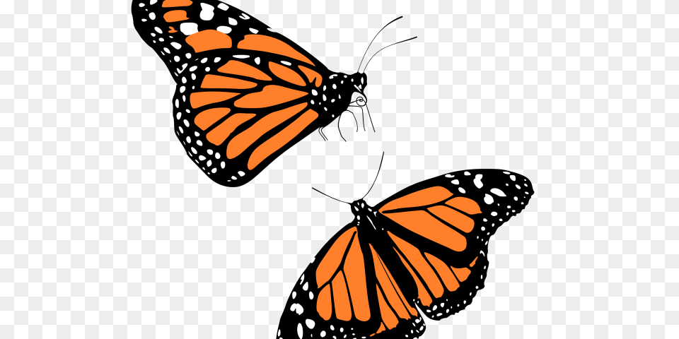 Monarch Butterfly Clipart Flying, Animal, Insect, Invertebrate Png