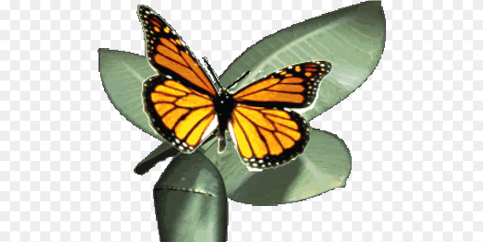 Monarch Butterfly Clipart Gif Animation Monarch Butterfly Monarch Butterfly Transparent Gif, Animal, Insect, Invertebrate, Appliance Free Png
