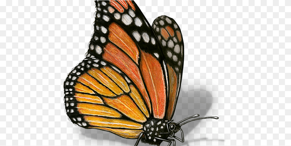 Monarch Butterfly Clipart Illustrated Scientific Drawing Monarch Butterfly, Animal, Insect, Invertebrate Png