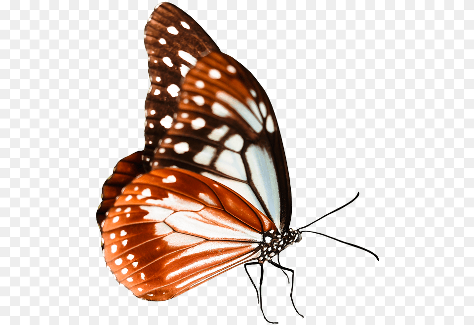 Monarch Butterfly Clipart Queen Monarch Butterflies, Animal, Insect, Invertebrate Png