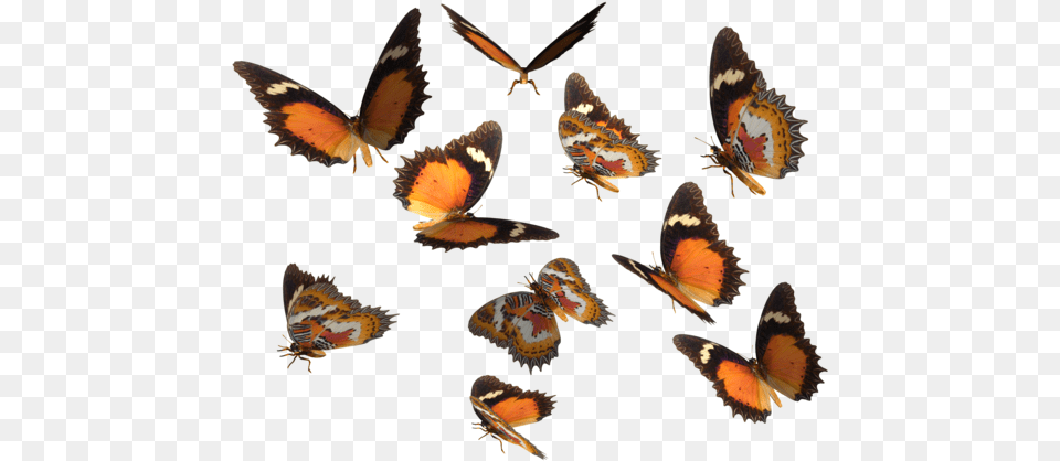 Monarch Butterfly Clipart Real Butterfly, Animal, Insect, Invertebrate, Bird Free Png