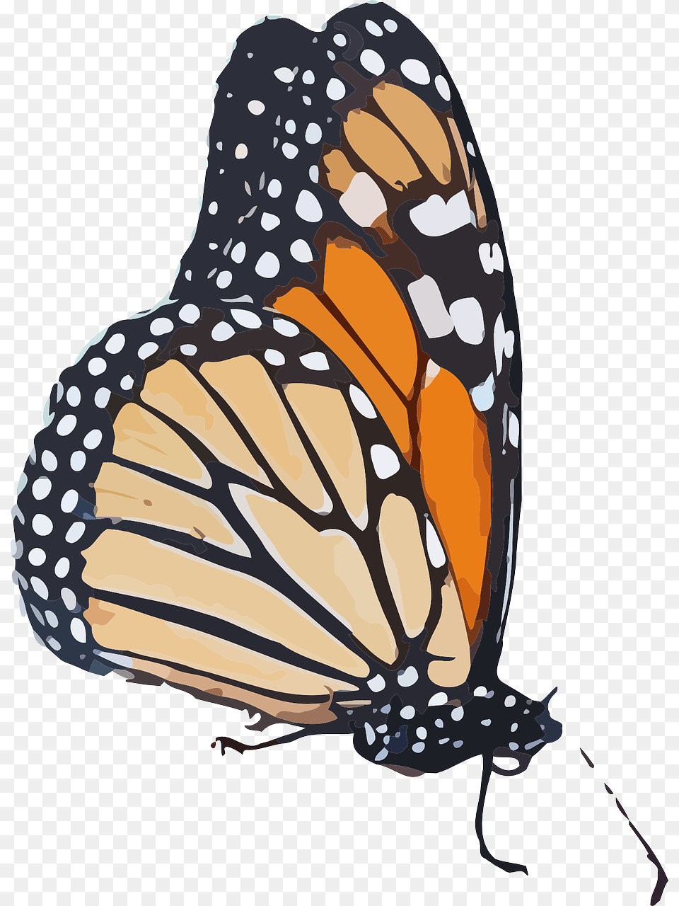 Monarch Butterfly Clipart Transparent Background Monarch Monarch Butterfly Transparent Background, Animal, Insect, Invertebrate, Fish Png Image