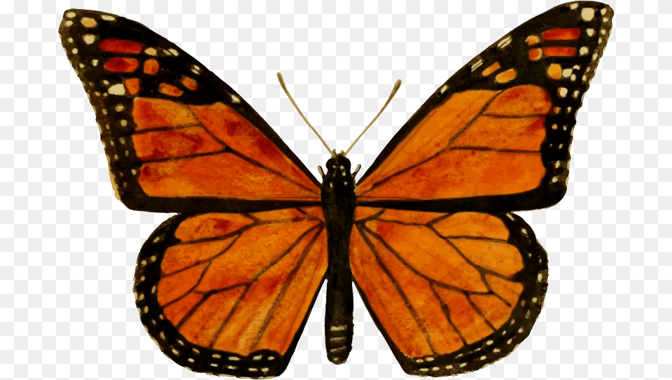 Monarch Butterfly Download Image Monarch Butterfly, Animal, Insect, Invertebrate Free Transparent Png