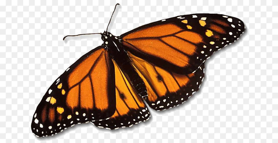 Monarch Butterfly Monarch Butterfly Transparent, Animal, Insect, Invertebrate Free Png Download
