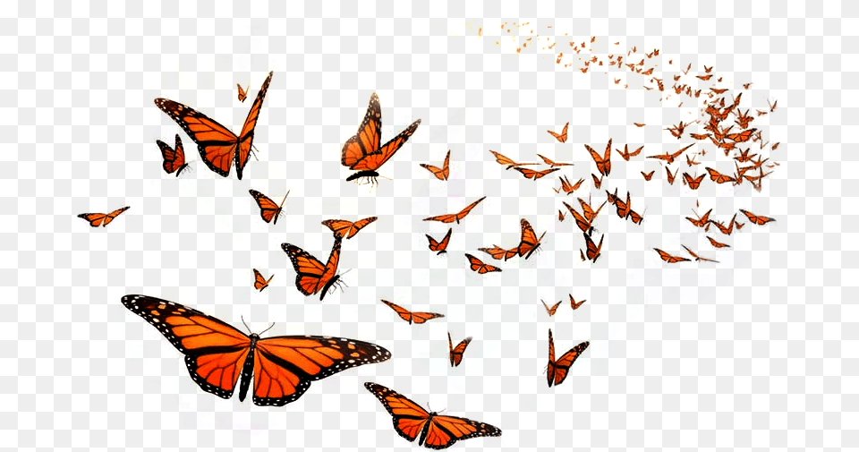 Monarch Butterfly Flight Orange Middle School Insect Flying Monarch Butterfly, Art, Person, Baby, Collage Png