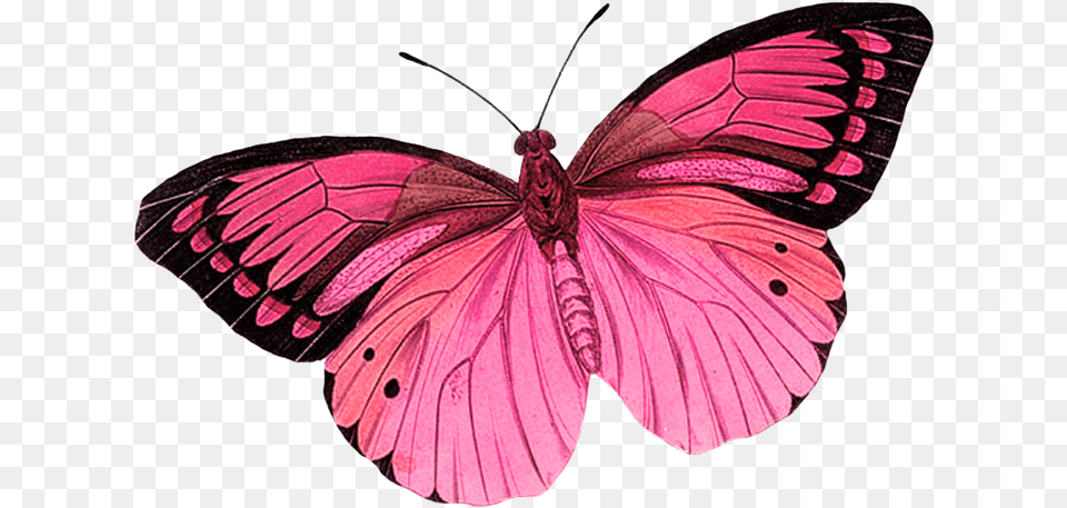 Monarch Butterfly Greta Oto Clip Art Pink Butterfly No Background, Animal, Insect, Invertebrate, Person Free Transparent Png