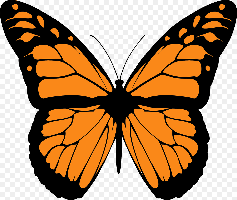 Monarch Butterfly High Quality Image Monarch Butterfly Wings, Animal, Insect, Invertebrate Free Transparent Png